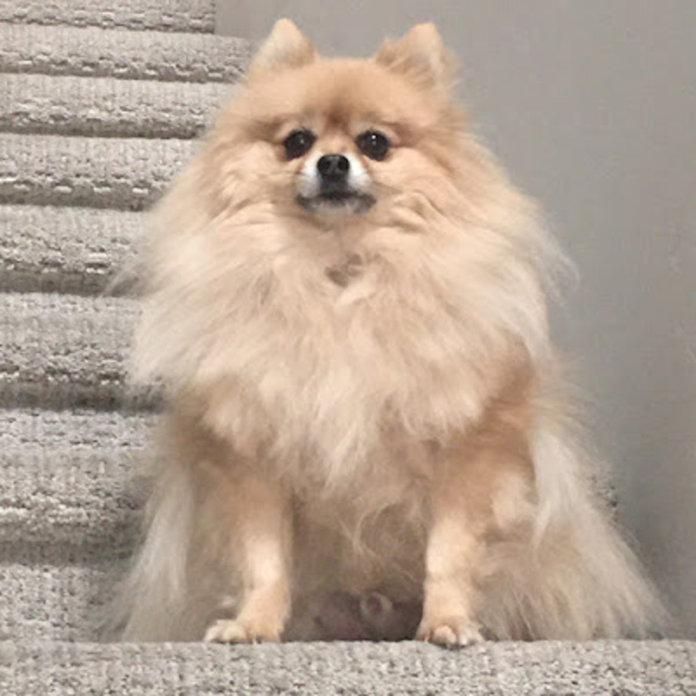 Meet your Posher, Elizabeth